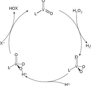 Ciclo catalítico basado en modelos sintéticos de haloperoxidasas (modificado de Michibata, 2012)