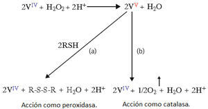 Actividad de la amavadina como peroxidasa y catalasa: a) En presencia de grupos tiol; b) En ausencia de grupos tiol (adaptado de Matoso, 1998)