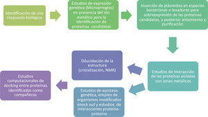 Diagrama de flujo que propone los estudios necesarios para identificar una metalochaperona, caracterizar sus propiedades físicas y químicas, sus interacciones con las proteínas blanco y la dilucidación de los mecanismos de entrega del ión metálico.