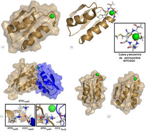 a y b) Imágenes de HAH1 en representación de superficie molecular y listones respectivamente preparadas a partir del pdb 1TL4 (Anastassopoulou, et al., 2004) con Pymol (2008). En esta imagen se muestra al cobre expuesto en la superficie de la proteína, ubicado en la secuencia conservada de cisteínas MTCGGC. La superficie molecular alrededor del cobre contiene residuos básicos y ácidos que son complementarios con CCC2 para permitir la interacción molecular; c) Imagen del complejo ATX1-CCC2 en representación de superficie molecular y listones preparada a partir del pdb 2GGP (Banci, et al., 2006) con Pymol (2008), en donde se puede observar el acoplamiento entre estas dos moléculas y la transferencia del cobre de ATX1 a CCC2. Se destacan dos regiones enmarcadas para ejemplificar el acoplamiento molecular gracias a residuos ácidos y básicos complementarios, y d) Imagen comparativa, preparada a partir de los pdb 1TL4 y 2GGP en donde se observa la similitud entre HAH1 (derecha) y ATX1 (izquierda).