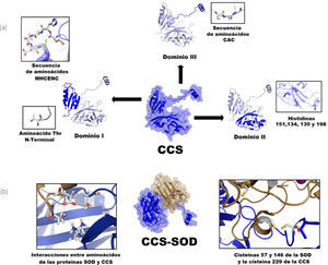 Imágenes de CCS y SOD de Saccharomyces cerevisiae en representación de superficie molecular y listones respectivamente preparadas a partir del pdb 1JK9 con Pymol (2008). a) Se muestra a la proteína CCS con su dominio I similar a Atx1 con motivo de unión al metal MXCXXC correspondiente a las cisteínas Cys17 y Cys20, respectivamente; el dominio II similar a SOD1 con estructura de barril β carente de los residuos catalíticos, se muestran las histidinas presentes, así como el dominio III con un asa flexible y un motivo conservado CXC (Cys229 y Cys231); b) Se muestra el complejo CCS-SOD, donde se destacan algunas interacciones entre regiones complementarias de estas proteínas (izquierda) y las cisteínas responsables de la formación de puentes disulfuro en el ensamblaje final del centro metálico de cobre en la SOD (derecha).