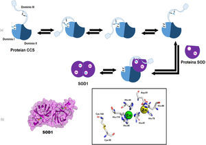 a) Mecanismo de transferencia de cobre entre dominio I y el dominio III en la CCS, y posteriormente hacia la SOD, y b) Imágenes preparadas a partir del pdb 2SOD de la SOD de la especie Bos taurus (toro) en representación de superficie molecular y listones. Se destaca en el recuadro el sitio catalítico de la enzima SOD1.