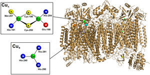 Imagen del homodimero de citocromo c oxidasa preparado a partir del pdb 1OCO con Pymol (2008) y la representación esquemática de los centros CuA y CuB.