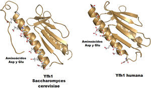 Estructuras de Yfh1 de saccharomyces cerevisiae y de humano, preparadas a partir de los pdb 2GA5 y 1EKG en representación de listones. Se destacan los sitios de coordinación al hierro.