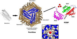 Imagen de la Ferritina preparada a partir del pdb 3AJO y su metalo chaperona PCBP preparada a partir de los pdb 2JZX (dominio 1 y 2) y 2P2R (Dominio 3) con Pymol (2008) en representación de listones. Adaptada de Subramanian, et al., 2011 (Subramanian, et al., 2011).