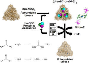 Reacción catalizada por la ureasa (inferior izquierda) y su biosíntesis (derecha). Adaptada de Kuchar J. y Hausinger R. P. 2004 (Kuchar, et al., 2004). La imagen de la metalochaperona Ni-UreE se preparó a partir del pdb 1GMU.