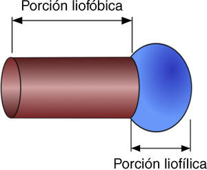 Molécula anfifilica.