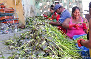 El trabajo de las mujeres es fundamental en la preparación de la jaiba viva para su transporte, Isla Aguada, municipio de Ciudad del Carmen, Campeche. Autor: José Manuel Crespo-Guerrero, archivo de campo, marzo de 2016.