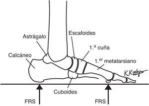 Los elementos óseos de soporte de carga compresiva sirven para proveer un marco estructural del arco longitudinal. El astrágalo y el calcáneo forman el retropié, y el escafoides, cuboides, cuñas y los metatarsianos forman el antepié. El aplanamiento del arco longitudinal, que engloba los movimientos de plantarflexión del retropié y dorsiflexión del antepié ocurren cuando las fuerzas reactivas del suelo (FRS) actúan sobre el retropié y antepié plantar. La elevación del arco longitudinal, que engloba la dorsiflexión del retropié y la plantarflexión del antepié, ocurre cuando las FRS se reducen en la planta del pie.