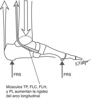 El músculo tibial posterior, flexor largo común, flexor largo del dedo gordoy peroneo largo son controlados de forma activa por el SNC y forman la capa del SRCAL entre los músculos plantares intrínsecos y los ligamentos plantares. El músculo tibial posterior, dibujado arriba, junto con el flexor largo común, flexor largo del dedo gordo y peroneo largo causan un momento plantarflexor del antepié con su actividad contráctil, que aumenta la rigidez del arco longitudinal, y también actúan para decelerar el aplanamiento del arco longitudinal y/o acelerar la elevación del arco longitudinal durante la marcha.