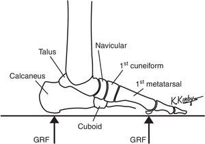 The osseous compression load-bearing elements serve to provide the structural framework of the longitudinal arch. The talus and calcaneus form the rearfoot and the navicular, cuboid, cuneiform and metatarsals form the forefoot. Longitudinal arch flattening, involving the motions of rearfoot plantarflexion and forefoot dorsiflexion, occurs when ground reaction force (GRF) acts on the plantar rearfoot and forefoot. Longitudinal arch elevation, involving rearfoot dorsiflexion and the forefoot plantarflexion, occurs when GRF is reduced on the plantar foot.