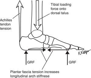 The plantar fascia is a passive structure and forms the most superficial layer of tension load-bearing elements of the longitudinal arch load-sharing system (LALSS). Spanning the plantar foot from the medial calcaneal tubercle to the digital bases, the plantar fascia passively increases its tension force when GRF acts on the plantar forefoot, which, in turn, increases the stiffness of the longitudinal arch. The increase in plantar forefoot GRF is associated with an increase in force from the tibia onto the dorsal talar dome and an increase in Achilles tendon tension force during walking and running.