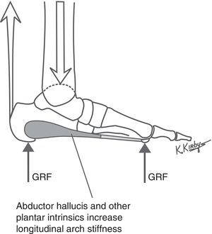 The plantar intrinsic muscles are actively controlled by the central nervous system (CNS) and form the layer of tension load-bearing elements of the LALSS just deep to the plantar fascia. The abductor hallucis, and the other plantar intrinsic muscles which span the longitudinal arch, serve to actively stiffen the longitudinal arch when GRF loads increase on the plantar foot to prevent excessive longitudinal arch flattening during weightbearing activities.