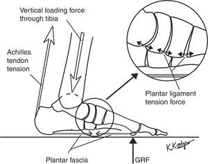 The plantar ligaments are the passive tension load-bearing elements that form the deepest layer of the LALSS. As weightbearing loads from GRF increase, the longitudinal arch flattens which increases the plantar ligaments tension force. The plantar ligaments and plantar fascia work together, without direct CNS control, to increase the longitudinal arch stiffness when longitudinal arch flattening motions increase their passive tension force. Together with the actively-controlled plantar intrinsic and plantar extrinsic muscles, the four layers of the tension load-bearing elements of the LALSS work synergistically with each other to regulate longitudinal arch stiffness during weightbearing activities.