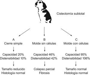 Reconstrucción vesical en perros Beagle.