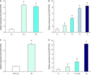 A. Cuantificación relativa usando el índice [(MMP-9+MMP-2)–TIMP-2 / (MMP-9+MMP-2)] ARNm en células de sangre periférica de pacientes con cáncer vesical de diferente grado histológico. B. Clasificación clínica T. C. Estado metastático. D. Estadio tumoral. Los resultados se expresan como niveles de expresión relativos (unidades arbitrarias) contra muestra de referencia (*p<0,05).