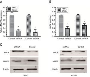 Inhibición de la expresión de MMP2 o eliminación de MICA bloqueada por actividad. A. La PCR cuantitativa en tiempo real mostró supresión shRNA de la expresión de MMP2 en células 786-O y ACHN. B. ELISA mostró el grado de eliminación MICA por las células 786-O y ACHN con la supresión de la expresión de MMP2. C. El análisis de Western blot confirmó la inhibición de la expresión de MMP2 y la expresión y superficie celular de la expresión de MICA por shRNA en células 786-O y ACHN a nivel de proteínas. Los datos representan los resultados de 3 experimentos independientes. *P<0,05 en comparación con el control).