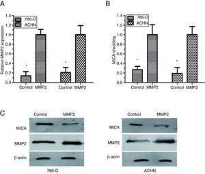 La sobreexpresión de MMP-2 aumentó la eliminación de MICA constitutiva. A. La PCR cuantitativa en tiempo real mostró la expresión de MMP-2 en las células 786-O y ACHN. B. ELISA mostró que la sobreexpresión de MMP2 aumentó significativamente la eliminación de MICA constitutiva en células 786-O y ACHN. C. Western blot mostró que una sobreexpresión de MMP2 redujo la expresión de MICA de superficie celular en las células 786-O y ACHN. Estos datos representaron los resultados de 3 experimentos independientes. *P<0,05 en comparación con el control.