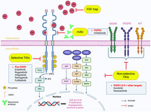 Vías de señalización e inhibición del FGFR. La unión del FGFR a ligandos análogos induce la dimerización del receptor, la cual puede estabilizarse mediante proteoglicanos de heparán sulfato (HSPG). Además, la unión del FGF-FGFR estimula la fosforilación intracelular de dominios cinasa del receptor, como el sustrato 2 del FGFR (FRS2), la fosfolipasa C gamma (PLCγ) y JAK, desencadenando 4vías intracelulares distintas que incluyen RAS-RAF-MEK-MAPK, PI3K-AKT-mTOR, JAK-STAT y PLCγ. La sobreactivación de estas vías regula la metástasis de las células tumorales, estimula la proliferación y diferenciación celular, inhibe la apoptosis, favorece la invasión tumoral y la metástasis y potencia la evasión tumoral a la respuesta inmunológica. La inhibición de la vía FGF/FGFR puede producirse a diferentes niveles. 1) Anticuerpos monoclonales (mAb) o trampas de FGFR que impiden la unión FGF/FGFR en el dominio extracelular y los inhibidores TK (TKI) de moléculas pequeñas que se dirigen al sitio de unión ATP en el dominio TK intracelular. 2) Los TKI selectivos pueden dirigirse específicamente a los dominios cinasa de FGFR. 3) Los TKI no selectivos se dirigen a varios receptores de factores de crecimiento (VEGFR, KIT y PDGFR). Actualmente se están realizando estudios clínicos sobre los mAbs contra FGFR3 (vofatamab), los TKI selectivos pan-FGFR (erdafitinib, rogaratinib, infigratinib, pemigatinib, futibatinib) y los TKI no selectivos dirigidos contra el FGFR 1/2/3 y otros receptores de factores de crecimiento (dovitinib, derazantinib) en el cáncer de vejiga.