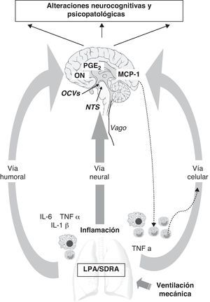 Vías de comunicación entre la periferia (pulmón) y el sistema nervioso central (SNC) durante la ventilación mecánica. El sistema nervioso central recibe información de la periferia del organismo a través de 3 vías: humoral, neural y celular. 1) El reclutamiento de monocitos o macrófagos en el pulmón incrementa los niveles de mediadores inflamatorios (IL-6, TNFα, IL-1β) que por vía humoral pueden alcanzar directamente el SNC a través de los órganos circumventriculares (OCV) sin necesidad de atravesar la barrera hematoencefálica (BHE). También coexisten otros mecanismos de transporte activo que generan liberación de PGE2 y de óxido nítrico a nivel cerebral. 2) Las aferencias de la vía vagal alcanzan el cerebro a través del núcleo del tracto solitario (NTS). 3) La vía celular está directamente regulada por la liberación del TNFα en el pulmón que estimula la liberación de MCP-1 a nivel cerebral, que a su vez es capaz de aumentar el reclutamiento de monocitos activados tanto a nivel del SNC como de la periferia.
