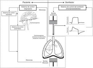 Bases de la interacción paciente ventilador. La ventilación asistida tiene la difícil tarea de coordinar 2 sistemas: el paciente y el ventilador, cada uno con su propio controlador que a su vez regula su propia bomba. El sistema de control respiratorio es complejo, con un sistema automático y un sistema voluntario. Las aferencias llevan al sistema de control los estímulos procedentes de los sensores (quimiorreceptores centrales y periféricos, receptores de estiramiento y receptores musculares) que regulan el impulso respiratorio neural. Del sistema de control automático salen las eferencias (motoneuronas) que activan y regulan la bomba muscular. El sistema voluntario a su vez puede modular la actividad del sistema automático o activar directamente la bomba muscular.