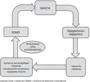 Esquema de la relación entre shock e hipoperfusión esplácnica. citoq: citocinas; SDMO: síndrome de disfunción multiorgánica.