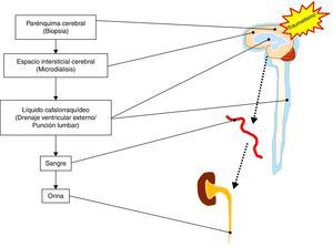 Fuentes potenciales donde pueden ser determinados los biomarcadores de daño cerebral.
