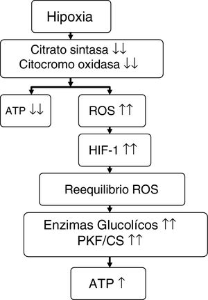 Propuesta sobre el efecto que ejerce la hipoxia en el metabolismo energético. Fuente: adaptado de Raguso et al.7,42. ATP: trifosfato de adenosina; HIF-1: factor inductible por la hipoxia-1; PKF/CS: relación fosfofructocinasa/citrato sintasa; ROS: especies reactivas de oxígeno.