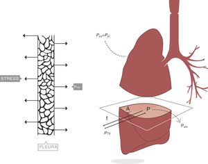 Presión transpulmonar (PTP)=presión de retracción. A: superficie A; f: fuerza; P: punto P; Palv: presión alveolar; Pes: presión esofágica; Ppl: presión pleural. Fuente: reproducida con permiso de Modesto-Alapont V et al.26
