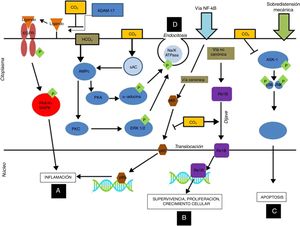 Mecanismos inmunomoduladores del dióxido de carbono a nivel celular: La acidosis respiratoria hipercápnica, por medio de la inhibición del ADAM-17, inhibe la fosforilación de la P44/P42 inducida por sobredistensión pulmonar, disminuyendo así la inflamación nivel de las células epiteliales alveolares (A). Por otro lado, la acidosis hipercápnica estimula la translocación del gen anti-inflamatorio ReIB, y posiblemente disminuye la translocación del p65 al inhibir la vía canónica del NF-kB (B). La acidosis hipercápnica previene la apoptosis producida por sobredistensión mecánica al inhibir la vía MAPK ASK-1-JNK/p38 disminuyendo los niveles de ASK-1, p38, JNK y de la caspasa 3 (C). La acidosis hipercápnica retarda el aclaramiento del edema a nivel alveolar por medio de la inducción de endocitosis de la bomba de Na-K ATPasa (D). ADAM-17: ADAM metallopeptidase 17; ASK-1: apoptosis signal-regulating kinase-1; EGFR: epidermal growth factor receptor; ERK: extracellular signal-regulated kinase; MAPK: mitogen-activated protein kinase; NFkB: nuclear factor kappa B; PKA: protein kinase A. Cortesía de Contreras M. Curr Opin Anesthesiol 2015, 28:26–3769. Copyright © 2015 Wolters Kluwer Health, Inc. All rights reserved.