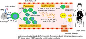 Pathophysiology of cytokine release syndrome.