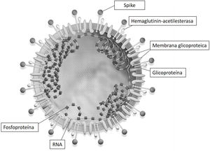 Imagen de la estructura del SARS-CoV-2, donde se aprecia que se trata de un virus RNA monocatenario.