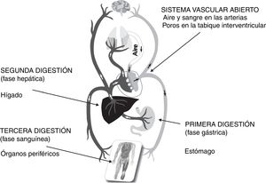 Representación esquemática del sistema cardiovascular abierto y las 3 digestiones de la fisiología galénica: fases gástrica, hepática y órganos periféricos.