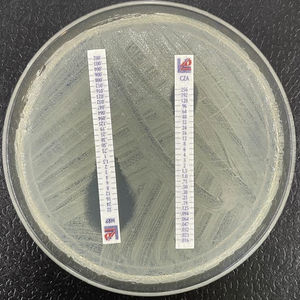 Klebsiella pneumoniae productora de KPC-31, resistente a ceftazidima-avibactam (CZA) y con una CMI de meropenem menor de la que correspondería a la carbapenemasa convencional relacionada KPC-3.