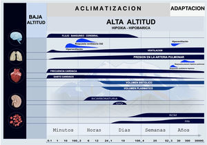 Las principales respuestas a un ascenso a gran altura involucran el cerebro, los pulmones, el corazón, los riñones y la sangre. En escala logarítmica se muestran los cambios cualitativos a lo largo del tiempo. En la aclimatación, estos cambios fisiológicos van desde minutos hasta semanas de estancia en la gran altitud. La adaptación es una respuesta evolutiva que implica miles de años y muchas generaciones. Fuente: basada en la original de Peacock34 y en sus posteriores y sucesivas modificaciones y adaptaciones de Imray et al.35, Luks et al.36 y Quispe-Cornejo et al.37.