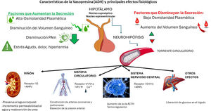 Factores que regulan la secreción de vasopresina y sus principales efectos fisiológicos.