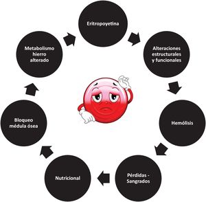 Fisiopatología de la anemia en el paciente crítico.