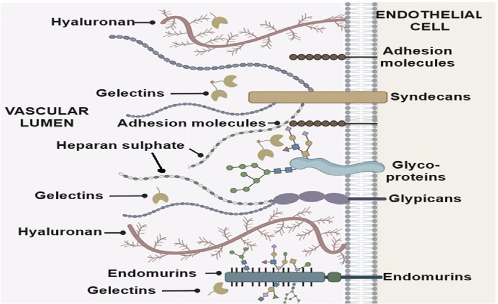 The Endothelium Or Mitochondrial Level Therapy New Frontiers In Sepsis the-endothelium-or-mitochondrial-level-therapy-new-frontiers-in-sepsis