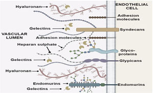 The Endothelial Glycocalyx.