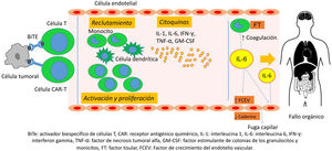Fisiología del síndrome de liberación de citocinas (CRS). BiTe: activador biespecífico de células T; CAR: receptor antigénico quimérico; FCEV: Factor de crecimiento del endotelio vascular; FT: factor tisular; IFN-γ: interferon gamma; IL-1: interleucina 1; IL-6: interleucina 6; GM-CSF: factor estimulante de colonias de los granulocitos y monicitos; TNF-α: factor de necrosis tumoral alfa. Fuente: adaptado de: García Roche A, et al.26.