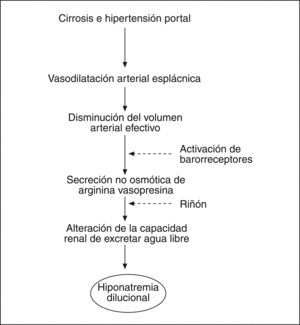 Fisiopatología de la hiponatremia dilucional en los pacientes con cirrosis. La vasodilatación arterial esplácnica y la subsiguiente reducción del volumen arterial efectivo determinan una hipersecreción no osmótica de la arginina vasopresina (AVP) por mecanismos hemodinámicos secundarios a la hipertensión portal.