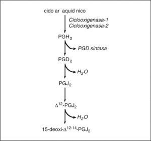 Biosíntesis de prostaglandinas (PG) ciclopentenonas. La PGD2, que se genera mediante la acción secuencial de la ciclooxigenasa y la PGD sintasa, da lugar mediante mecanismos no enzimáticos de deshidratación a la PGJ2 ciclopentenona y sus derivados △12-PGJ2 y 15-deoxi-△12-14-PGJ2 (15d-PGJ2).