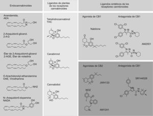 Estructura química de los endocannabinoides o cannabinoides (CB) endógenos, de los ligandos de plantas de los receptores de CB y de los ligandos sintéticos de los receptores de CB. Estructura química de los endocannabinoides identificados hasta la fecha (columna de la izquierda). Estructura química de los 3 CB de plantas más abundantes (columna central): el psicotrópico delta9- tetrahidrocannabinol, y los no psicoactivos cannabidiol y cannabinol. Estructura química de algunos ligandos sintéticos de los receptores de CB (columna de la derecha): en el panel superior se muestra un agonista del receptor de CB1 nabilone y 2 antagonistas, el rimonabant y el AM251; en el panel inferior se muestran los agonistas del receptor de CB2, el JWH-133 y el AM1241, y el antagonista SR144528.
