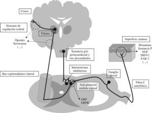 Vías de transmisión y regulación de la sensibilidad pruritoceptiva. NGF: neural growth factor; TRPV1: transient receptor potential vanilloid-1 ‘receptor vaniloide de tipo 1’; PAR-2: proteinase-activated receptor-2; GRP: gastrin releasing peptide; GRPR: gastrin releasing peptide receptor.