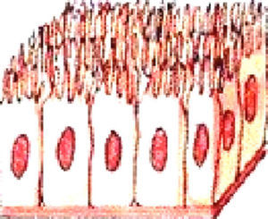 Epitelio interno intestinal.