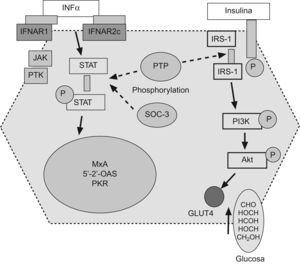 Las sustancias supresoras de citoquinas y las proteínas tirosin-fosfatasas podrían interferir tanto la señalización intracelular de la insulina como del interferón. IFNa: interferón α, IFNAR1: receptor-1 del interferón, JAK: janus kinasa, PTK: proteina tirosina kinasa, PKR: proteína kinasa R, IRS-1: receptor soluble-1 de la insulina, PI3K: fosfatidil-inositol-3-kinasa.