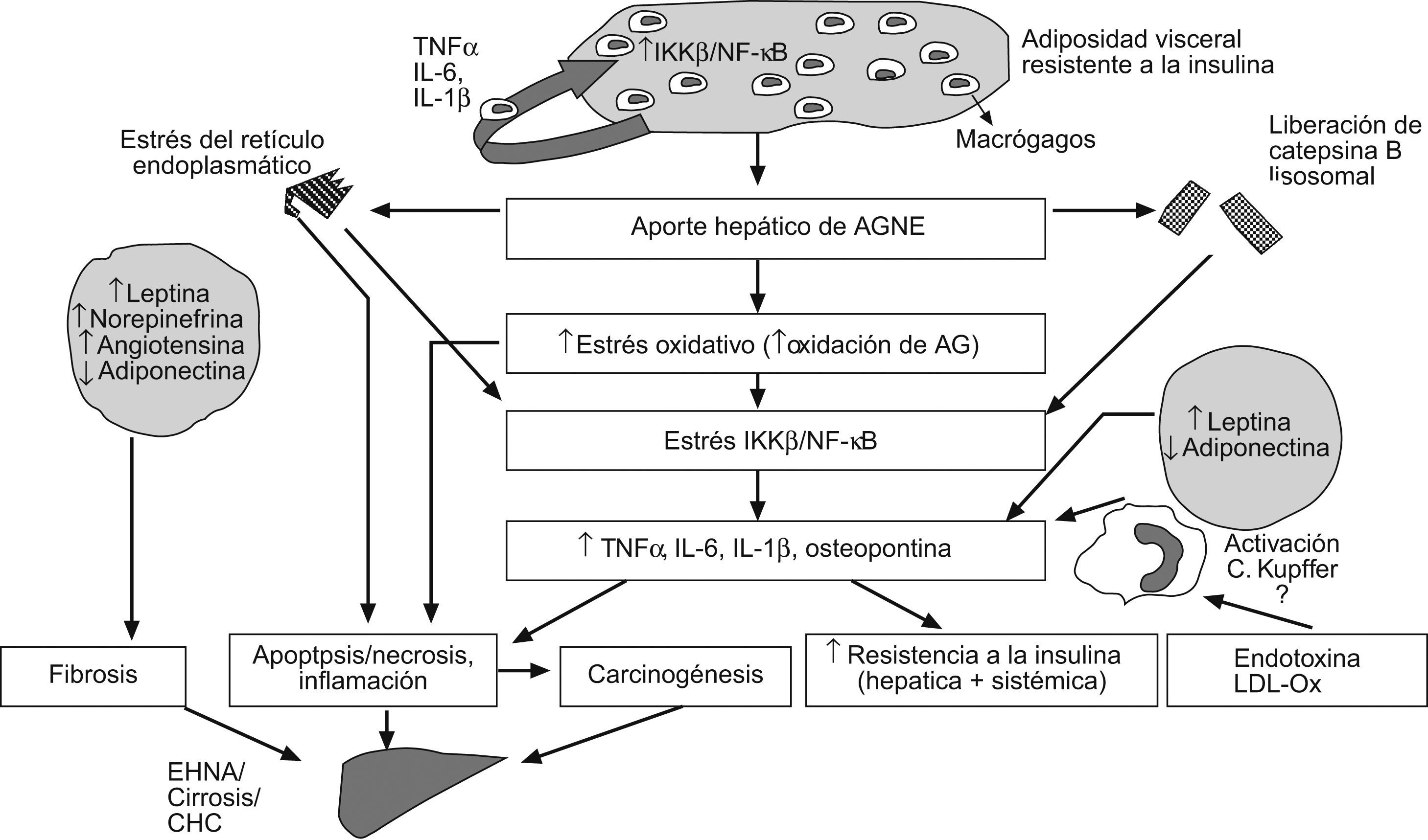 l carnitina daña el higado Obesidad y enfermedad hepática magneisum Specification:2cc                                     50 Amp / Box L-Carnitine Dosage for Weight