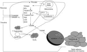 Alteraciones metabólicas secundarias a la resistencia a la insulina que conducen al acúmulo de triglicéridos en el hígado. La inducción de la lipogénesis de novo, mediada por la insulina y la glucosa, la inhibición de la betaoxidación mitocondrial por los ácidos grasos no esterificados y por la malonil-CoA así como el aumento de la captación de ácidos grasos no esterificados circulantes contribuyen a la esteatosis hepática. ACC: acetil-CoA carboxilasa; ACL: ATP citrato liasa; AGNE: ácidos grasos no esterificados; ChREBP: proteína de unión al elemento de respuesta a hidratos de carbono; CPT-1: carnitina palmitoil transferasa-1; FAS: sintasa de ácidos grasos; IKK-β: cinasa β del inhibidor κB; LCE: elongasa de ácidos grasos de cadena larga; LP: lipasa insulinsensible; NF-κβ: factor nuclear κβ; SCD: estearoil-CoA desaturasa; SOCS: proteínas supresoras de la señalización de citoquinas; SREBP: proteína de unión al elemento regulador de esteroles; VLDL: lipoproteínas de muy baja densidad. →: vía estimuladora; ⊣: vía inhibitoria.