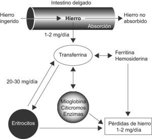 Ciclo del hierro, intercambio y distribución del contenido de hierro entre los distintos compartimentos en el adulto humano sano (Modificado de Boccio J et al, 2003). Publicado con permiso de Muñoz et al (Anemia 2009).