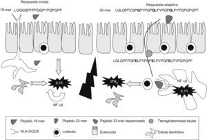 La molécula HLA-DQ sirve de elemento de restricción en el reconocimiento de epítopos de gluten por los linfocitos T CD4+. Representación esquemática de la interacción entre un epítopo (PQQPQQSFPQQRP) de la alfa-gliadina y la molécula HLA-DQ2, con posiciones de anclaje4,6,7 que tienen preferencia por cargas negativas. La transglutaminasa tisular induce la sustitución de glutamina de carga positiva por ácido glutámico de carga negativa (glutamina, ácido glutámico o prolina).